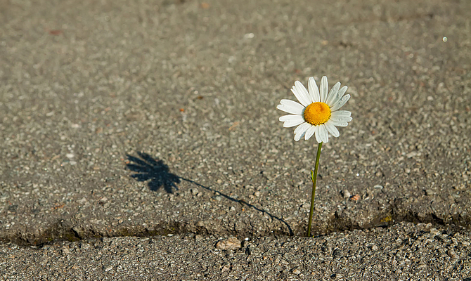 Die Chance in der Krise