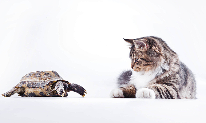 Erste Schritte in die Agilität